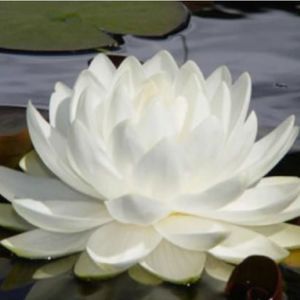 Meet your Posher, Ani